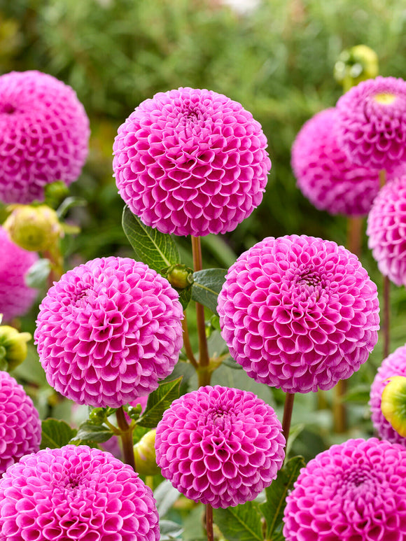 Close up of Dahlia Franz Kafka flower showing densely packed spherical blooms in warm deep pink with soft lilac undertone