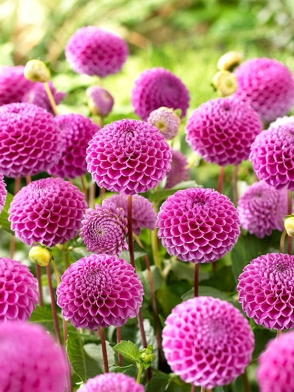 Pompon dahlia Franz Kafka in full bloom with small perfectly round pink flowerheads ideal as cut flower in summer garden. Dahlia Tubers shipping everywhere in Europe.