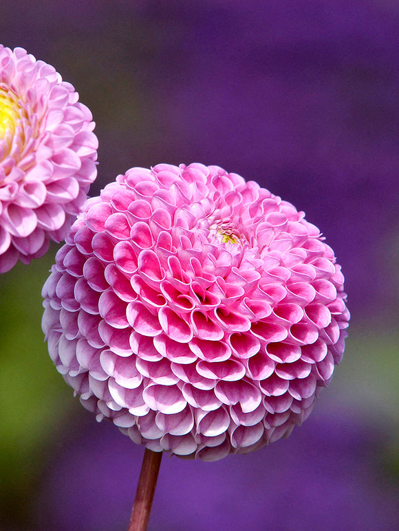 Buy Dahlia Franz Kafka tubers online pompon dahlia with deep pink spherical blooms for summer border and cut flower arrangements