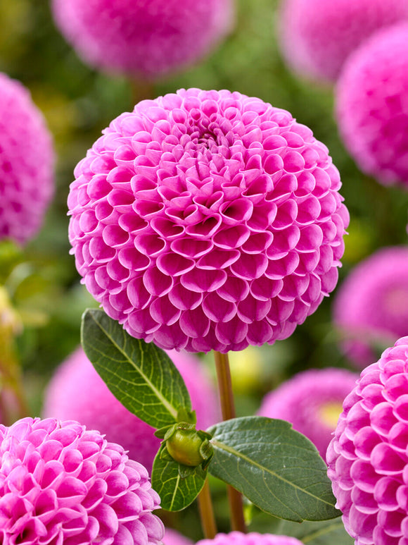 Dahlia Franz Kafka pompon dahlia with nearly perfect spherical deep pink flowers and dark green foliage in full bloom in summer garden border