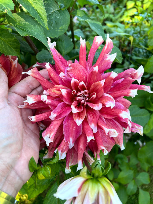 Tall Dahlia Frost Nip plant with oversized flowers
