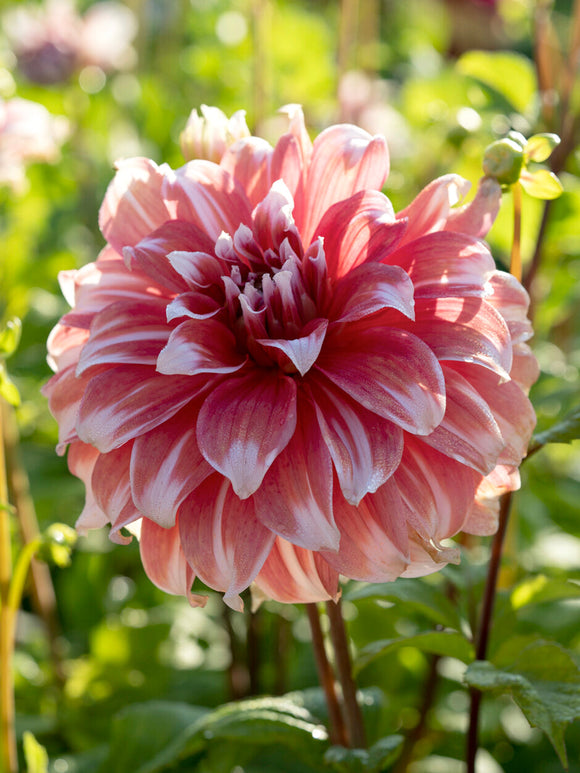 Soft pink creamy white Frost Nip dahlia head detail