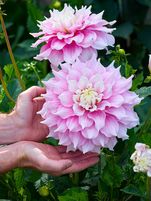 Informal decorative Dahlia 'Gitt's Perfection' in garden