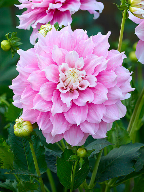 Close-up of Dahlia 'Gitt's Perfection' flower