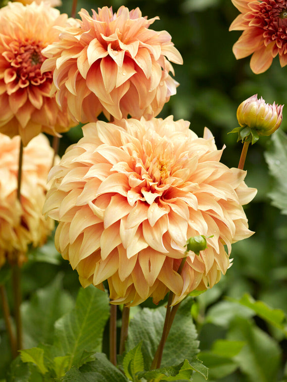Large decorative Dahlia Great Hercules flower