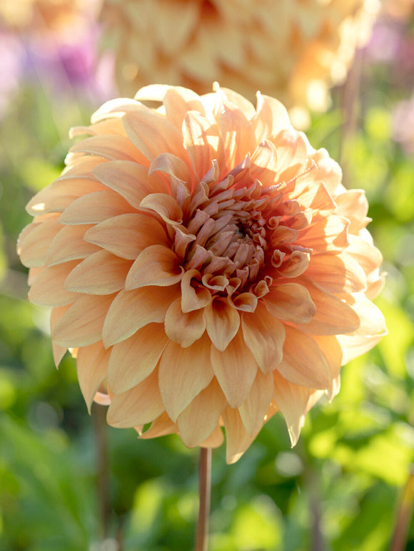 Dahlia Great Hercules glowing in summer sunlight