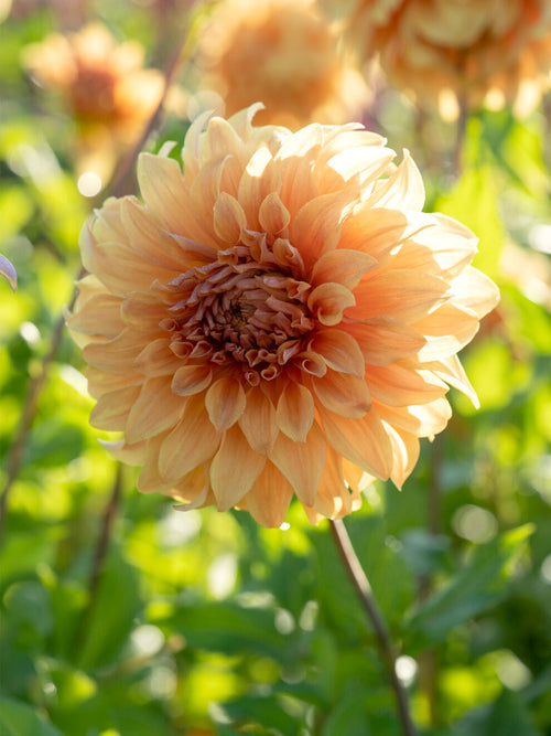 Oversized peach dahlia blooming in garden border
