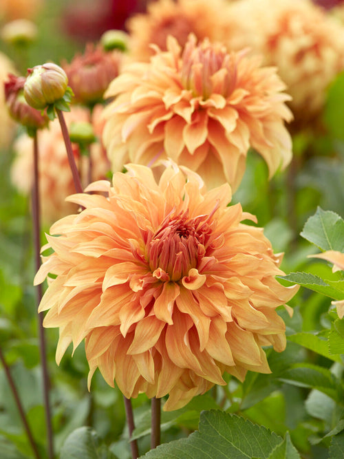 Giant decorative dahlia with warm apricot tones