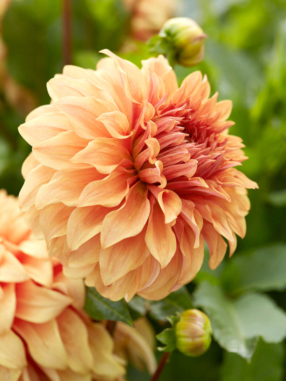 Close-up of Dahlia Great Hercules petals