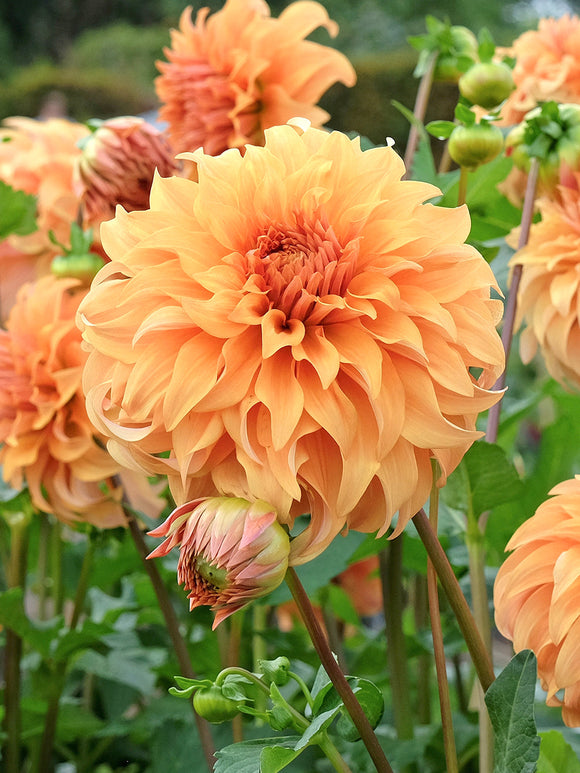 Oversized peach dahlia blooming in garden border