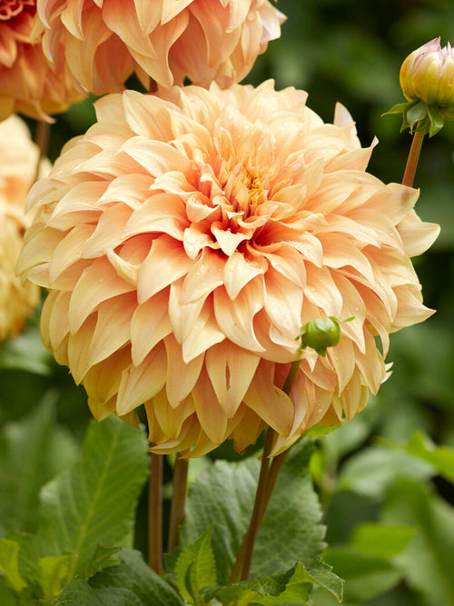 Dahlia Great Hercules giant peach-apricot bloom