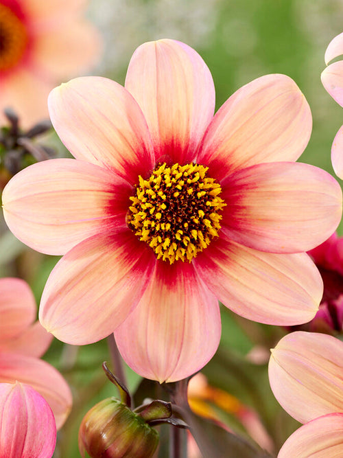 Dahlia HS Kiss tubers | DutchGrown™ Europe