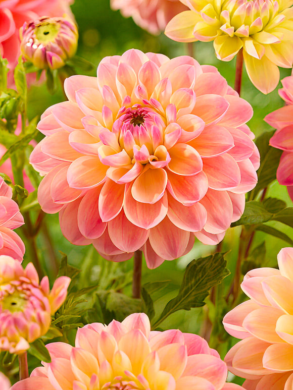 Decorative Dahlia ‘Hapet Pastel’