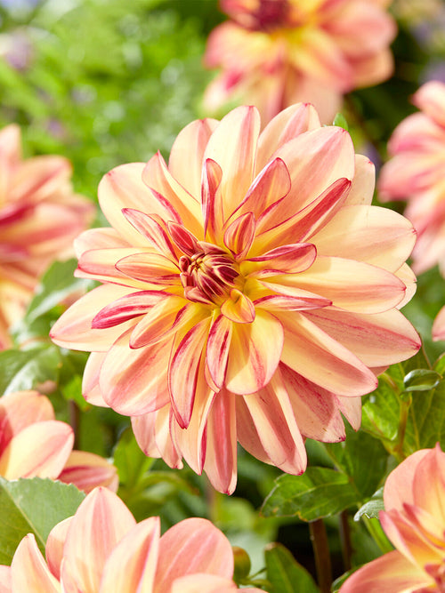 Open waterlily dahlia with golden centre