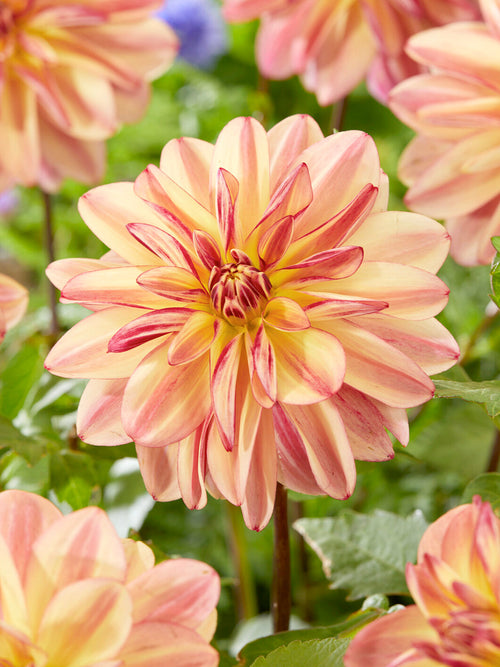 Dahlia Happy Butterfly growing in cottage garden