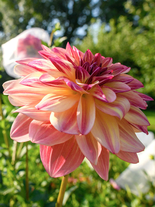 Pollinator-friendly Dahlia Happy Butterfly in bloom