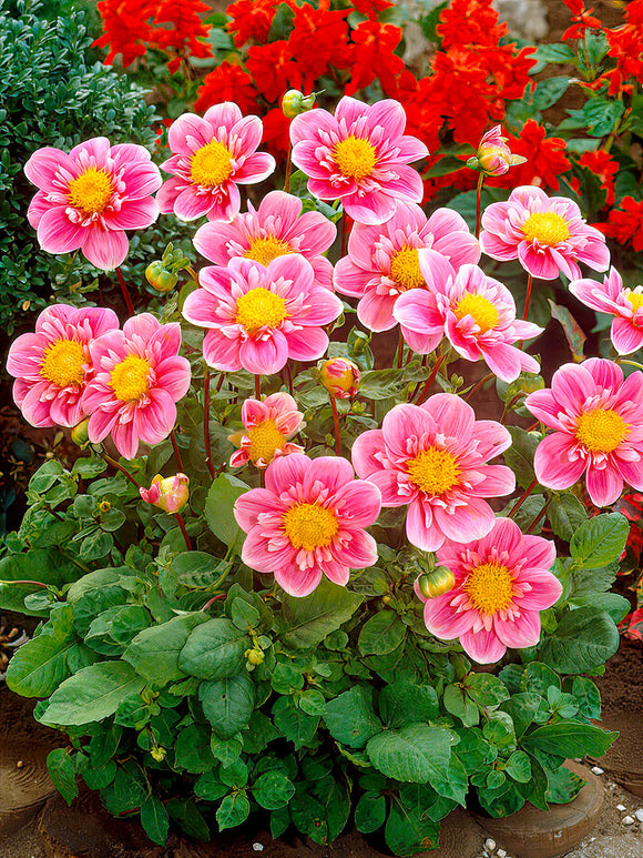 Dahlia ‘Hartenaas’ soft pink collarette bloom