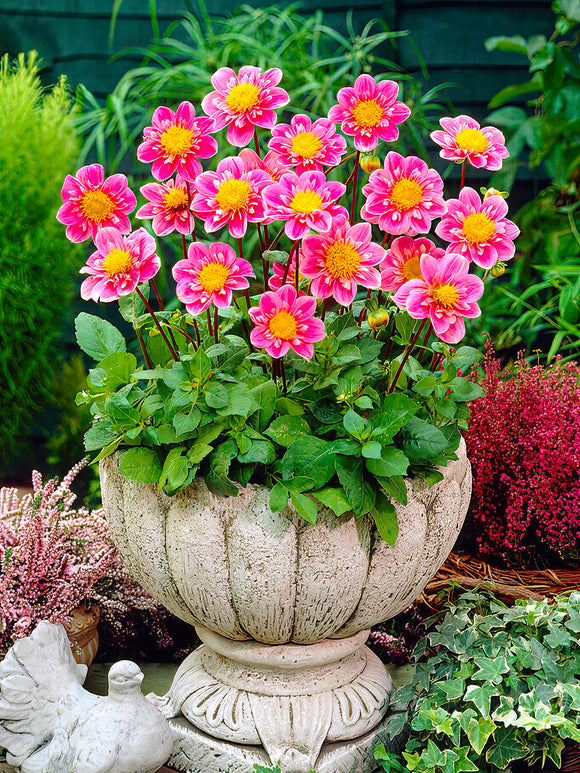 Dahlia ‘Hartenaas’ in a pot