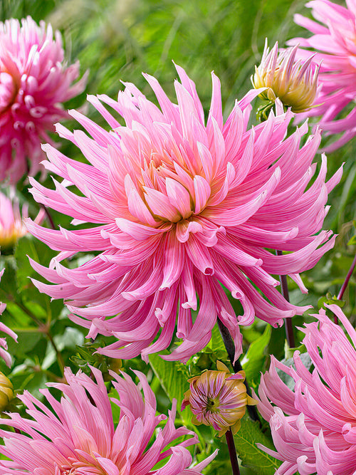 Spiky pink Dahlia ‘Hollyhill Cotton Candy’