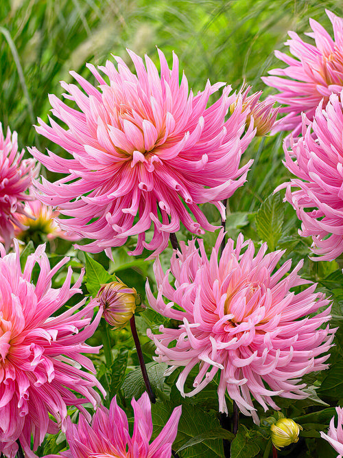 Dahlia Hollyhill Cotton Candy