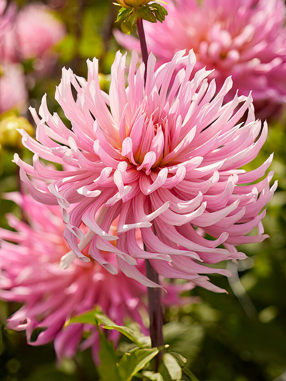 Large soft pink Dahlia ‘Hollyhill Cotton Candy’ flower