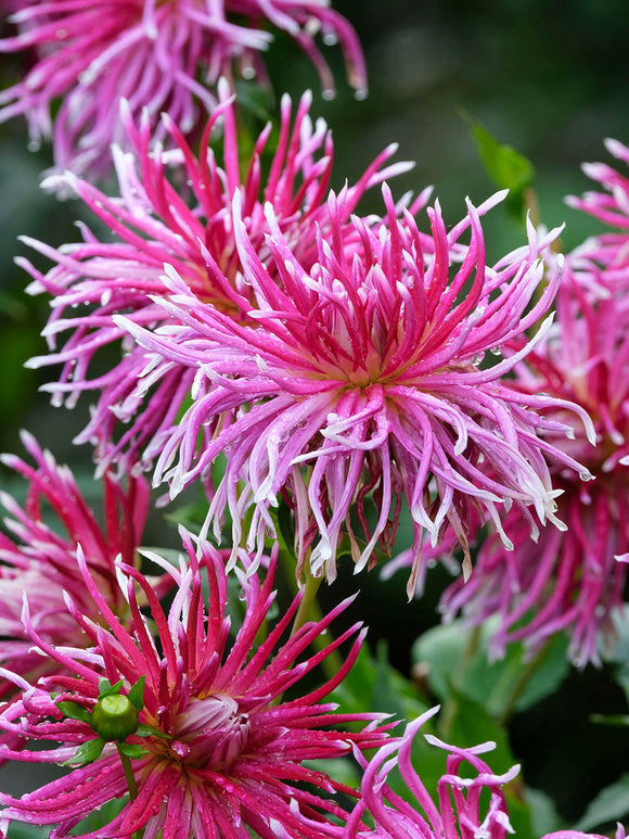 Twisting petals of Dahlia Hollyhill Spiderwoman
