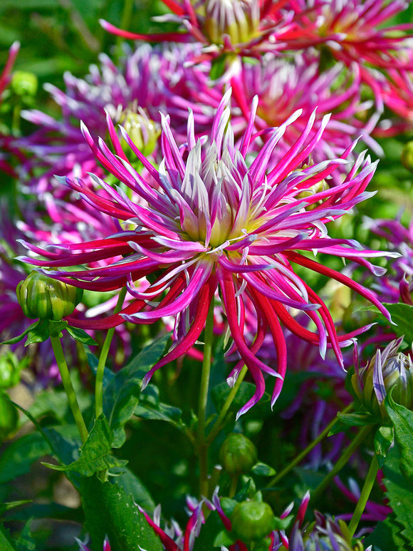 Dahlia Hollyhill Spiderwoman magenta spider-form flower