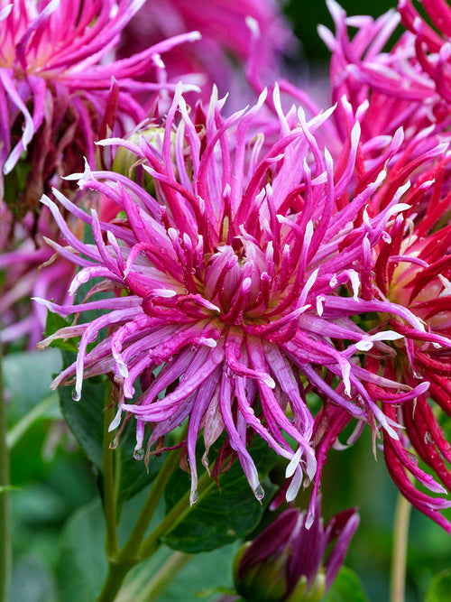 Dahlia Hollyhill Spiderwoman with vivid pink petals