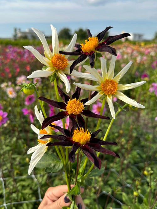 Dahlia Honka Mix - mixed white and black Dahlia tubers