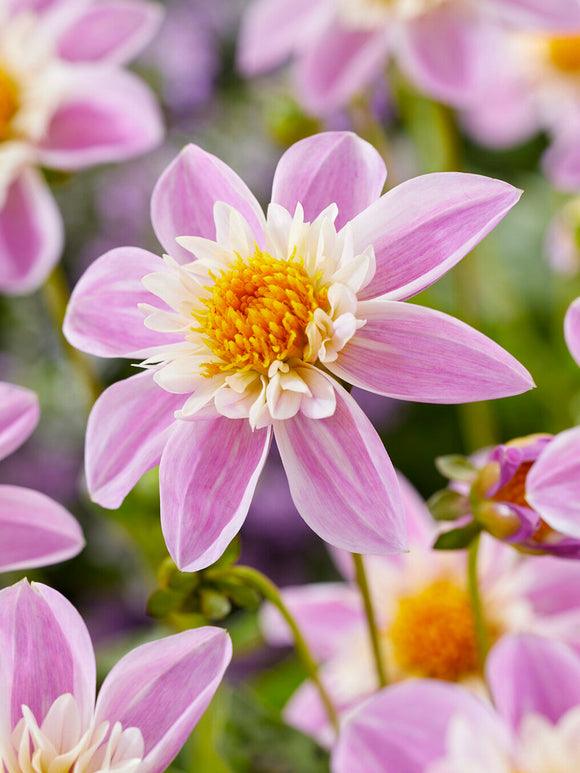 Dahlia Impression Famoso bright pink collarette flower