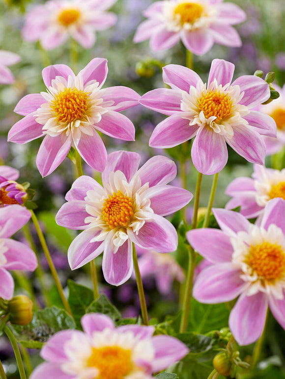 Pink collarette Dahlia Impression Famoso in bloom