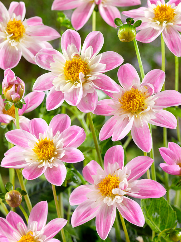 Pollinator-friendly Dahlia Impression Famoso flower detail