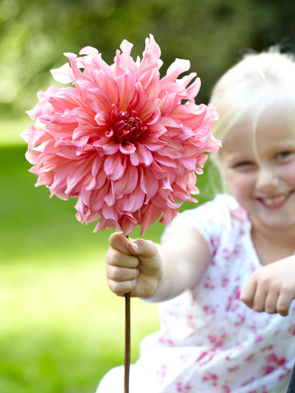 Large Islander dahlia flower in shell pink tones