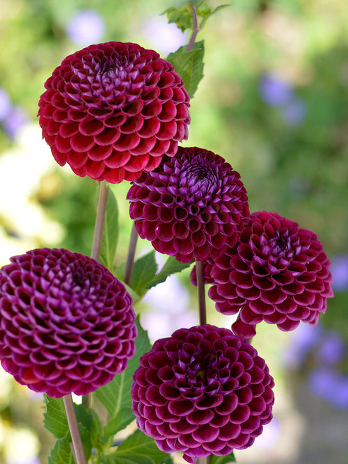 Dahlia Ivannetti tubers EU delivery