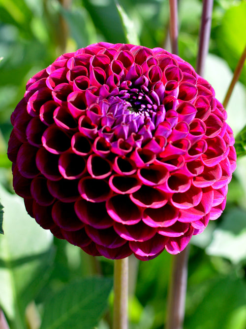 Dahlia Ivannetti tubers