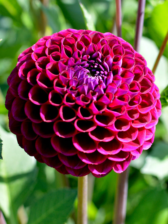 Dahlia Ivannetti tubers