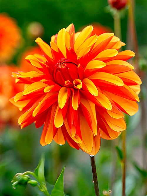 Dahlia ‘Japlou’ two-tone yellow and orange bloom