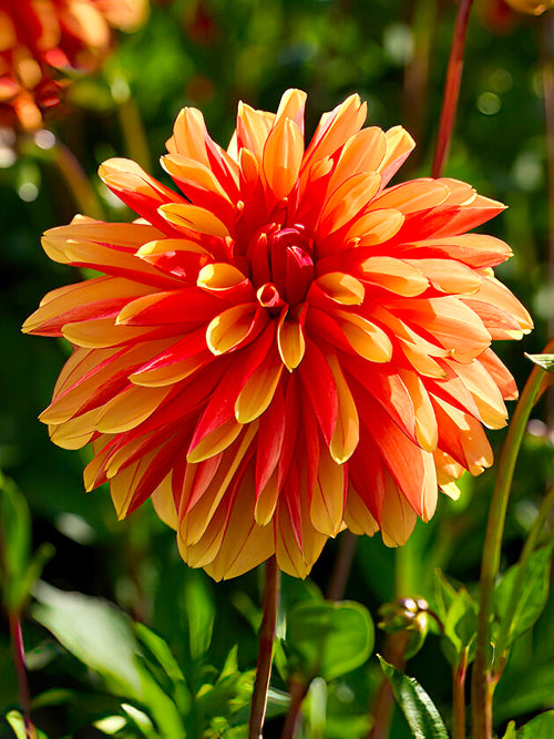 Dahlia Japlou