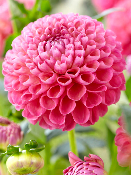 Ball Dahlia Jowey Frambo