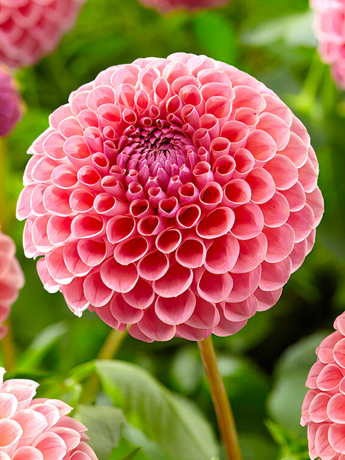 Soft pink and peach Dahlia ‘Jowey Winnie’ flower