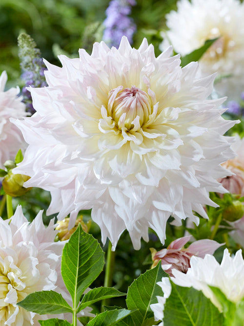 Dahlia Ka’s Cloud in summer garden border