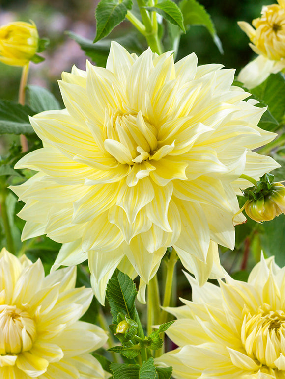 Dinner plate Dahlia La Luna