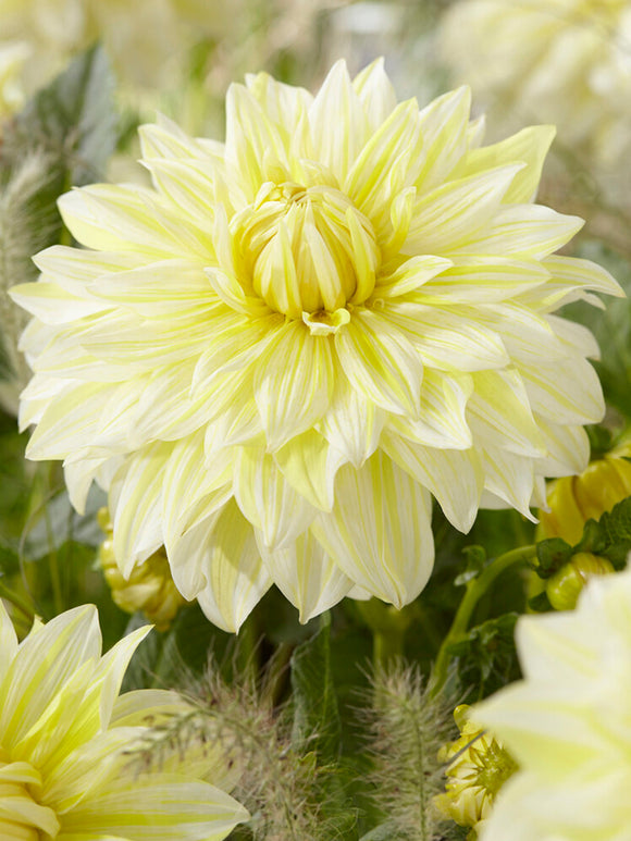Buy Dahlia La Luna Tubers for EU delivery in the spring