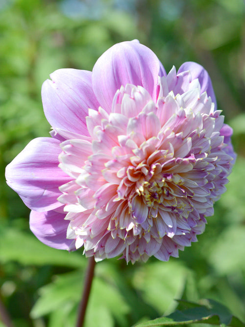 Anemone Dahlia Life Style