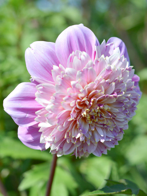 Anemone Dahlia Life Style