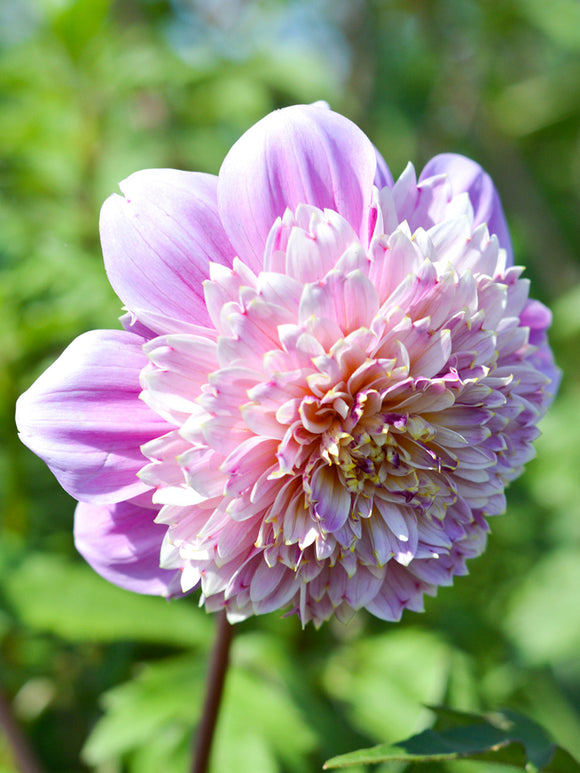 Buy Dahlia Life Style from Holland