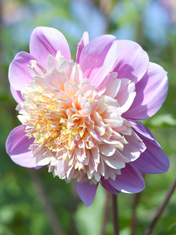 Dahlia Life Style Tubers