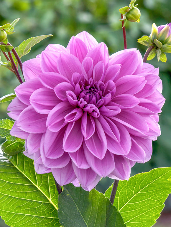 Dahlia Lilac Time | DutchGrown™ EU