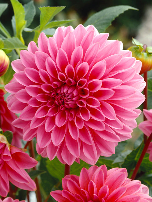 Decorative Dahlia Lucky Number