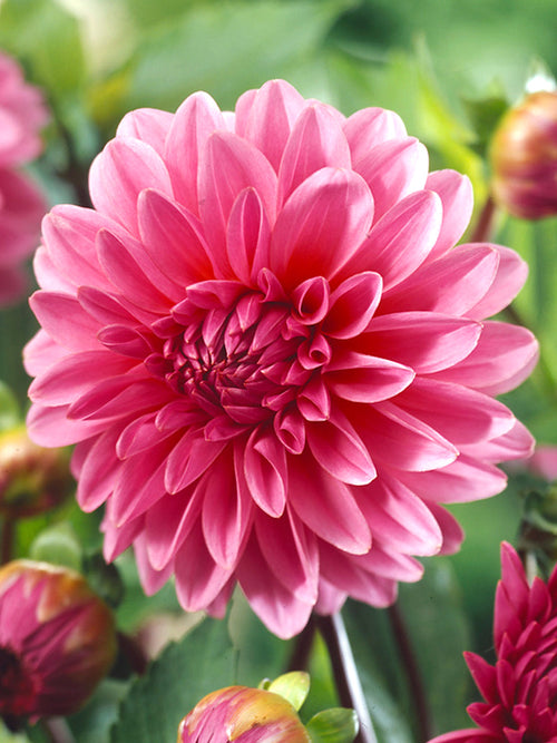 Dahlia Lucky Number for spring planting EU delivery